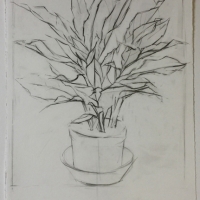 Plant, Graphite on Paper, 2016