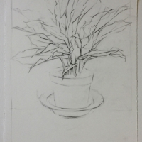 Plant, Graphite on Paper, 2016