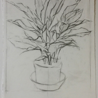 Plant, Graphite on Paper, 2016